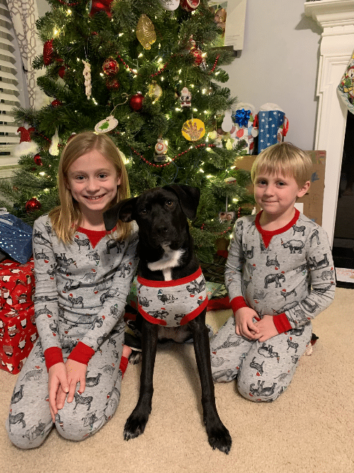 photo of Miss Hazelnut, the dog, and Mr Nutternbutter in front of our christmas tree